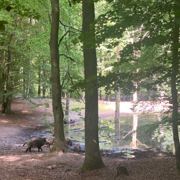 Wald mit Wildschwein - Melena Roß