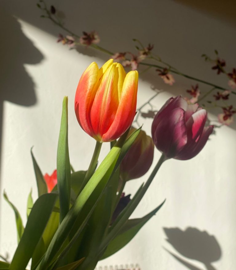Tulpen in der Sonne - Melena Roß